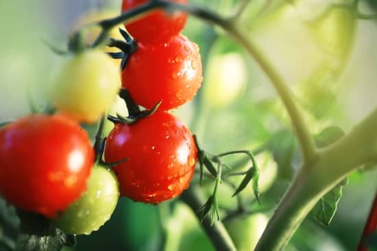 alimentos ecologicos tomates