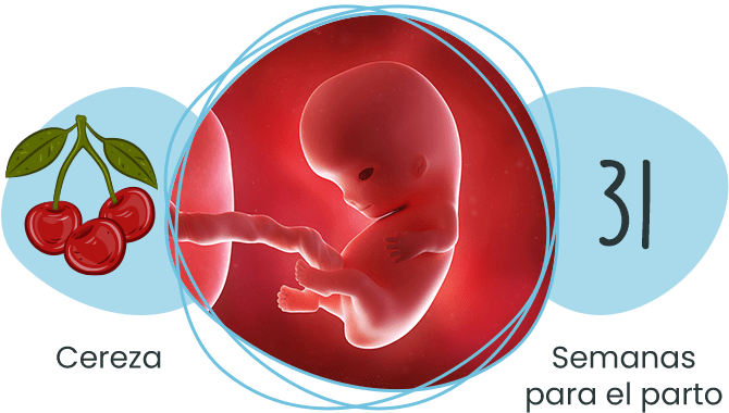 Semana 9 de embarazo - Semanas del Embarazo | Letsfamily