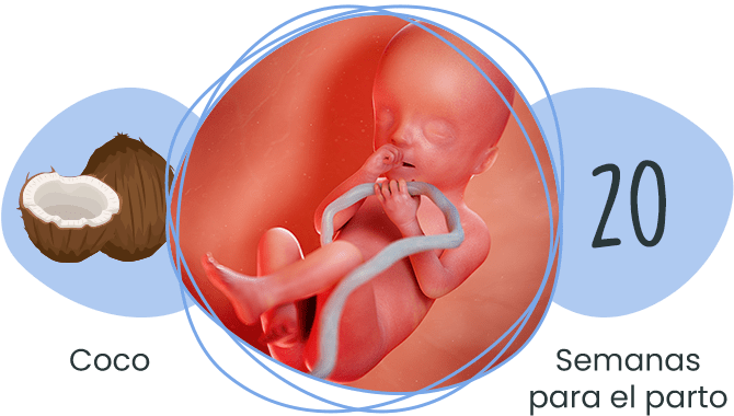 Ambigüedad Emociónate Artefacto Semana 20 de Embarazo - Semanas del Embarazo | Letsfamily