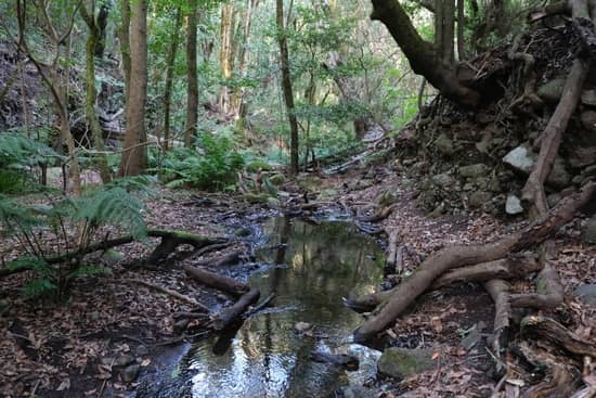 viajes naturaleza parque nacional de garajonay