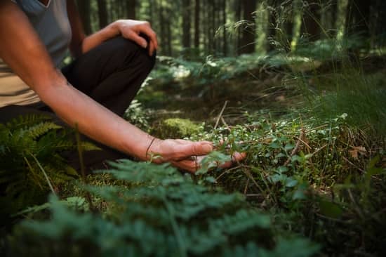 beneficios contacto con la naturaleza