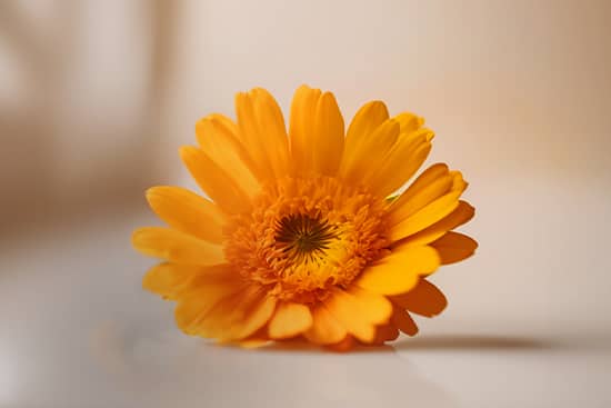 calendula productos bano bebe