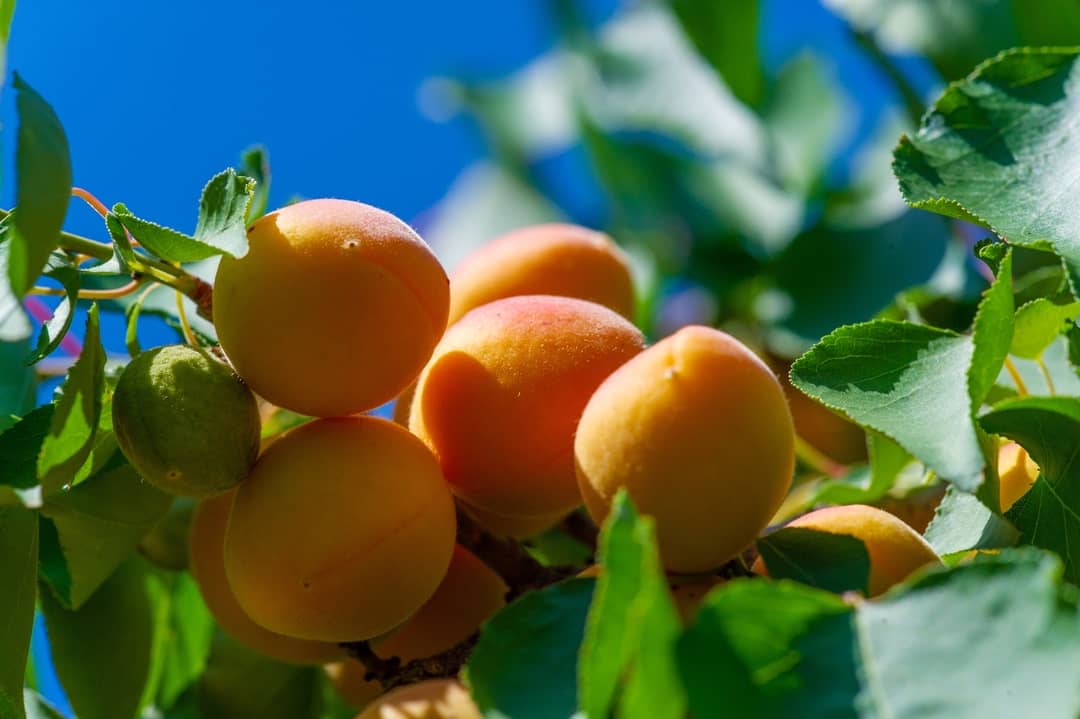 frutas de primavera
