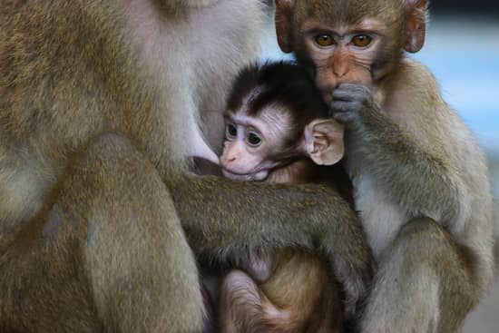 parto humano parto primates